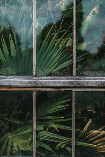 plant view on glass window plant view on glass window