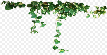 Plant Vine Clip art - Plants Transparent PNG 