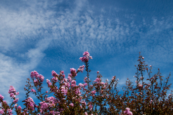 Plant With Flowers Plant With Flowers