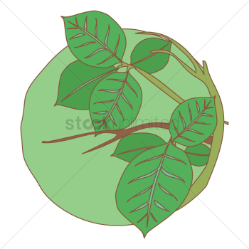 Plant with leaves Plant with leaves