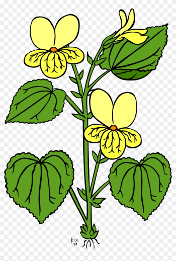 Plant With Leaves And Flowers Plant With Leaves And Flowers
