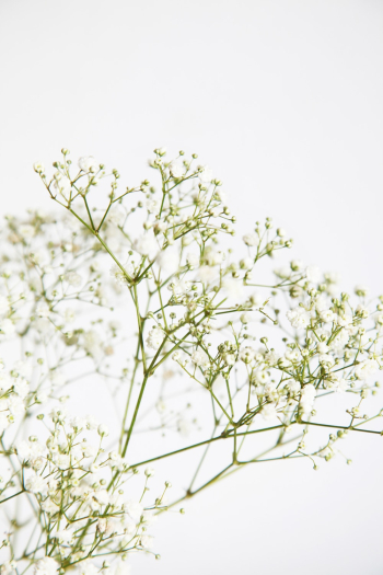 Plant With White Flowers Plant With White Flowers