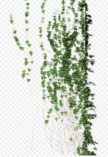 Planta trepadora Vine Flora Liana - climb Planta trepadora Vine Flora Liana - climb