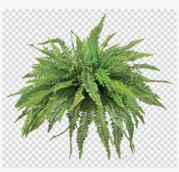 Plants Clipart Fern Vascular Plant Plants - Transparent Background ...