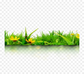 Plants, Download, Encapsulated Postscript, Grass, Green PNG Plants, Download, Encapsulated Postscript, Grass, Green PNG