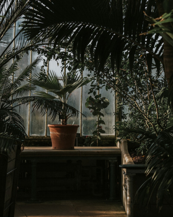 Plants in a greenhouse. Original | Free Photo - rawpixel