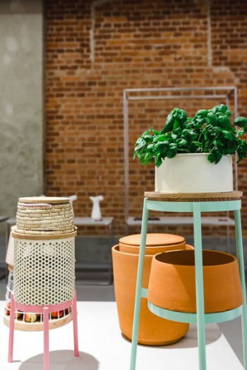 Plants in flowerpots on an exhibition Plants in flowerpots on an exhibition
