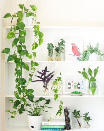 Plants in Vases Plants in Vases