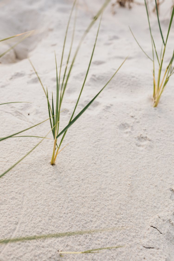 Plants on Beach Plants on Beach
