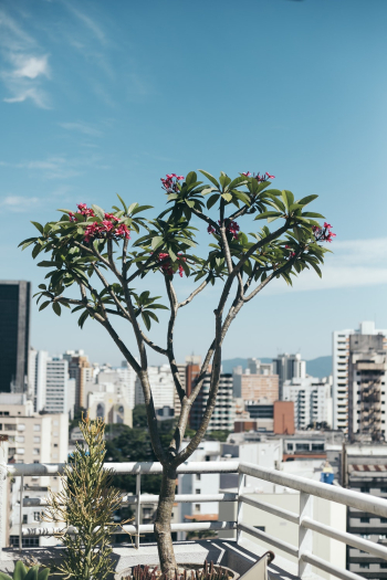 Plants On The Balcony of a Building Plants On The Balcony of a Building