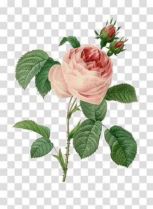 Plants X, pink rose transparent background PNG clipart