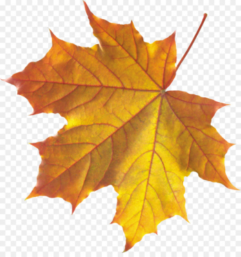 Platanus orientalis Autumn leaf color - autumn Platanus orientalis Autumn leaf color - autumn