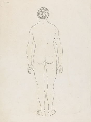 Plate VIII, Human Body, Posterior | Free Photo - rawpixel Plate VIII, Human Body, Posterior | Free Photo - rawpixel