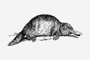 Platypus drawing, vintage wildlife illustration. | Free Photo - rawpixel Platypus drawing, vintage wildlife illustration. | Free Photo - rawpixel