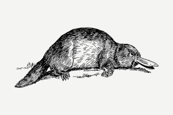Platypus drawing, vintage wildlife illustration | Free PSD - rawpixel Platypus drawing, vintage wildlife illustration | Free PSD - rawpixel