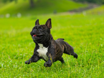 Playful French Bulldog Running in Green Grass Playful French Bulldog Running in Green Grass