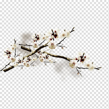 Plum blossom Flower Petal, Plum flower transparent background PNG clipart Plum blossom Flower Petal, Plum flower transparent background PNG clipart