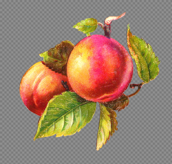 Plum PNG High-Quality Image Plum PNG High-Quality Image