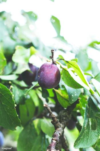 Plum seasonal fruit | Free public domain photo - 564004 Plum seasonal fruit | Free public domain photo - 564004