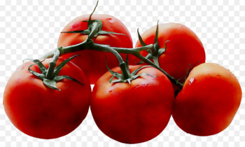 Plum tomato Bush tomato Superfood - Plum tomato Bush tomato Superfood -