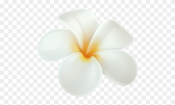 Plumeria Png Clip Art In Category Flowers Png / Clipart - White Hawaiian Flower Png