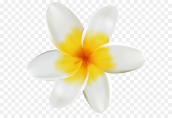 Plumeria PNG Clipart Image Plumeria PNG Clipart Image