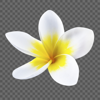 Plumeria png, flower sticker, transparent | Free PNG - rawpixel Plumeria png, flower sticker, transparent | Free PNG - rawpixel