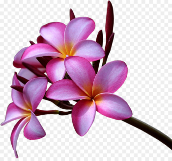 Plumeria rubra Plumeria alba Flower Desktop Wallpaper - frangipani 