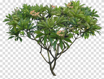 Plumeria Transparent Background Plumeria Transparent Background