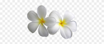 Plumeria Transparent Flowers Png Mightylinksfo - White Flower Png Plumeria Transparent Flowers Png Mightylinksfo - White Flower Png