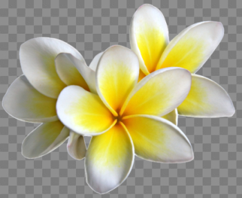 Plumeria Transparent Image Plumeria Transparent Image