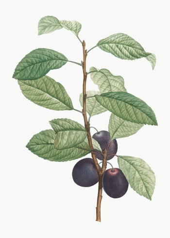Plums on a branch | Free stock vector - 573909 Plums on a branch | Free stock vector - 573909