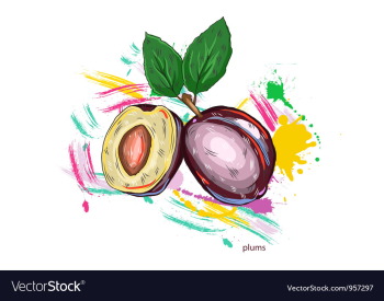 Plums with colorful splashes vector image Plums with colorful splashes vector image