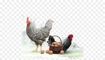 Plymouth Rock chicken Phoenix chicken Silkie Rooster Shandong - Aloe chicken eggs 