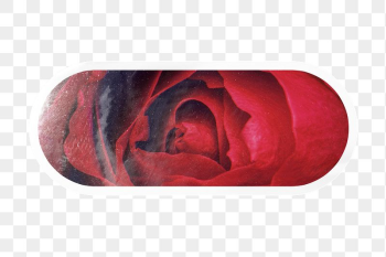 PNG aesthetic red rose, macro | Free PNG - rawpixel PNG aesthetic red rose, macro | Free PNG - rawpixel