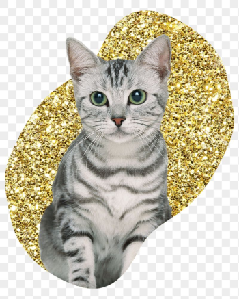 Png American shorthair cat badge | Free PNG - rawpixel