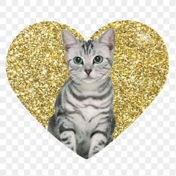 Png American shorthair cat  | Free PNG - rawpixel