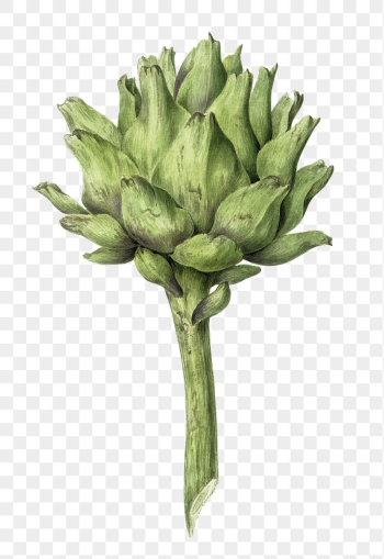 Png artichoke sticker, vintage illustration, | Free PNG - rawpixel Png artichoke sticker, vintage illustration, | Free PNG - rawpixel