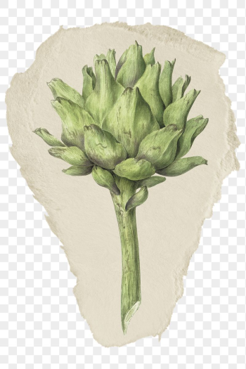 Png artichoke sticker, vintage illustration | Free PNG - rawpixel Png artichoke sticker, vintage illustration | Free PNG - rawpixel