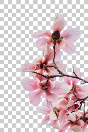 PNG Beautiful Blooming Pink Magnolia Flowers PNG Beautiful Blooming Pink Magnolia Flowers