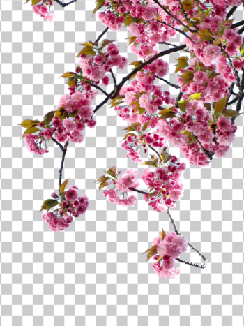 PNG Beautiful Cherry Blossom Branch in Full Bloom