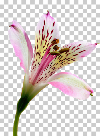 PNG Beautiful Pink Alstroemeria Flower PNG Beautiful Pink Alstroemeria Flower