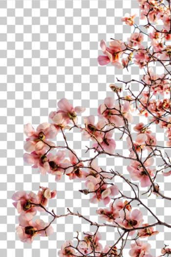 PNG Beautiful Pink Orchid Branch PNG Beautiful Pink Orchid Branch