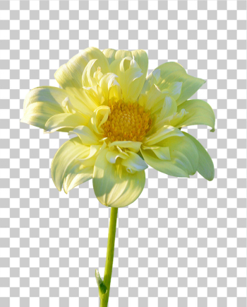 PNG Beautiful Yellow Flower with Delicate Petals PNG Beautiful Yellow Flower with Delicate Petals