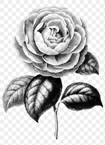 Png black camellia flower vintage illustration sticker Png black camellia flower vintage illustration sticker