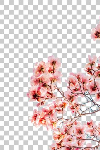PNG Blooming Cherry Blossom Branch PNG Blooming Cherry Blossom Branch