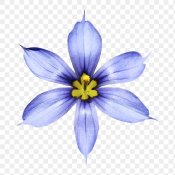 PNG blue-eyed grass flower clipart, | Free PNG - rawpixel