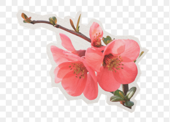 Png Chinese quince flower sticker, | Free PNG - rawpixel