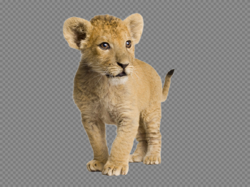 PNG Cub Transparent Cub.PNG Images. | PlusPNG PNG Cub Transparent Cub.PNG Images. | PlusPNG