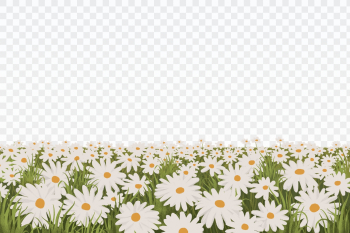 Png Daisy flower field border | Free PNG - rawpixel